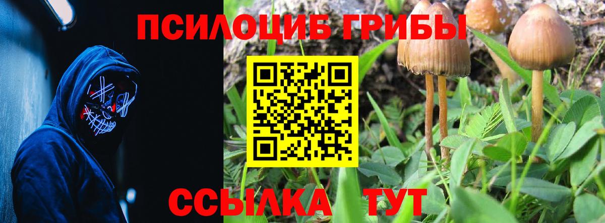 Галлюциногенные грибы Psilocybe Острогожск
